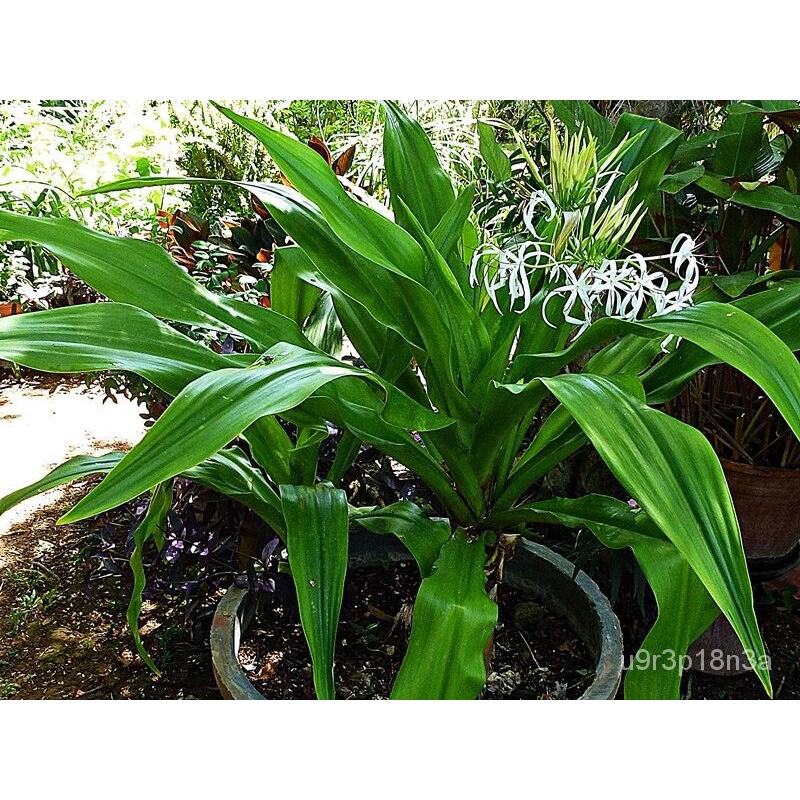 เมล็ด ถูก็ด 1หัว ว่านพลับพลึงใเพาะ่ เพาะขาว Crinum Lily เพาะพลับพลึง เพาะเป็นช่อใเพาะ่ นำมาใช้ป