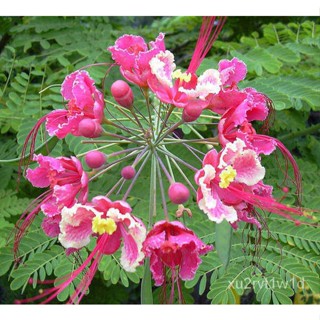 เมล็ด ใหม่็ด ใหม่ Garden Seed หางนกยูงฝรั่ง 30 ใหม่็ด เพาะสีชมพู Flame Tree, Flamboyant, Royal Poinciana ใหม ผั