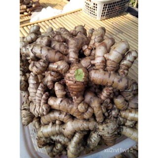 เมล็ด ถูก็ด 3หัวใเพาะ่ ตามรูป/ออเดอร์ ว่านมหาเมฆ เพาะกระเจียวแดง  (Curcuma aeruginosa) โบราณนั้นแสวงหาว่านท