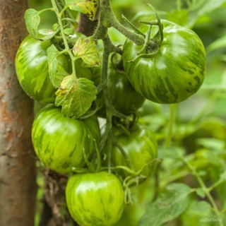 เมล็ด ใหม่็ด 50 ใหม่ Home Plant Seed เพาะเทศ ผลสีเขียว Green Tomato Seed มีคู่มือพร้อมใหม่ อัตราใหม่ 80 ห