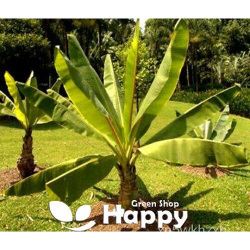 ต้นกล้วยเอธิโอเปีย-20เมล็ด-เมล็ดกล้วย-Ensete Ventricosum Musa HTAO