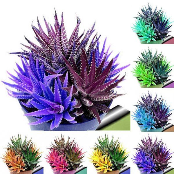 🌹🍀🌺100ชิ้น/ถุงหายาก Blossom สีสันแคคตัสเมล็ด bonsai succulent Cactus Aloe seeds🌺