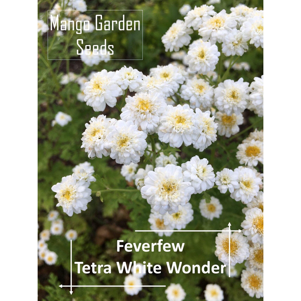 Feverfew กินได้ Tetra White Wonder seeds-20 SEED * หม้อที่เป็นมิตร * พืชกระถาง, บรรเทาไมเกรน thistings-เมล็ดสวนมะม่วง
