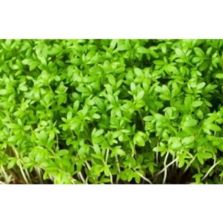 ไมโครกรีนCressing Cress 5 g. พร้อมวิธีการปลูก เมล็ดนำเข้า