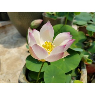 5 เมล็ดพันธุ์บัว บัวนอก สายพันธุ์ Sing Birdie Sing สีขาว อมชมพู บัวแคระ MicroLotus บัวจักรพรรดิ์