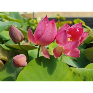 5 เมล็ดพันธุ์บัว บัวนอก สายพันธุ์ Micro Missing สีชมพู เข้ม บัวแคระ MicroLotus บัวจักรพรรดิ์