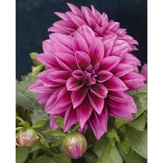 1 หัว /ชุุด เหง้า ต้นรักเร่ Dahlia สายพันธุ์ Louisiania สีม่วง หัวรักเร่ ดอกรักเร่ รักแรกพบ เฟิร์สเลิฟ