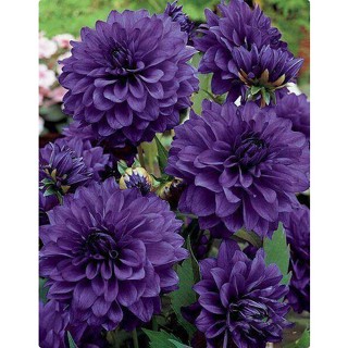 1 หัว /ชุุด เหง้า ต้นรักเร่ Dahlia สายพันธุ์ Blue Bell สีม่วง หัวรักเร่ ดอกรักเร่ รักแรกพบ เฟิร์สเลิฟ