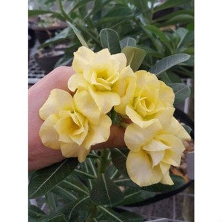 5 เมล็ดพันธุ์ ชวนชม ลูกผสมไฮบริด สายพันธุ์ Angel Yellow สีเหลือง กุหลาบทะเลทราย Adenium seed