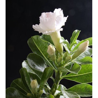 5 เมล็ดพันธุ์ ชวนชม ลูกผสมไฮบริด สายพันธุ์ SnowWhite สีขาว กุหลาบทะเลทราย Adenium seed