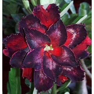 5 เมล็ดพันธุ์ ชวนชม ลูกผสมไฮบริด สายพันธุ์ Black Tornado สีดำ กุหลาบทะเลทราย Adenium seed