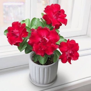 5 เมล็ดพันธุ์ ชวนชม ลูกผสมไฮบริด สายพันธุ์ Red Robin สีแดง กุหลาบทะเลทราย Adenium seed