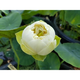 3 เมล็ดพันธุ์ บัว บัวสวยงาม บัวอ่าง บัวจิ๋ว บัวแคระ สายพันธุ์ Gold and Resplendence สีขาว Lotus Seeds