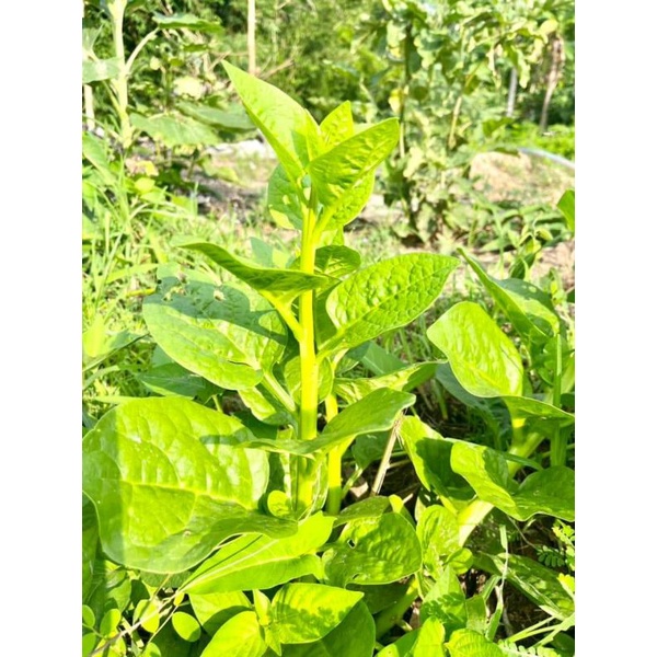 🌱เมล็ดพันธุ์ผักปลัง 20 เมล็ด(5แถม1คละได้)
