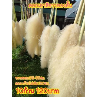 ดอกเลาสีเทา10ก้าน70บาท.15กิ่ง99บาท ขนาดดอก70-90ซม.(ก้าน+ดอก110-120ซม)ฟรีกล่องพัสดุทุกออเดอร์