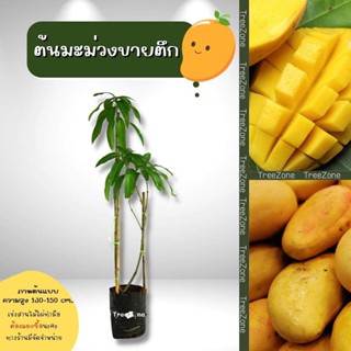 ต้นมะม่วงขายตึก สูง130-150 cm. (เกรดพรีเมียม ประกันพันธุ์แท้100%)