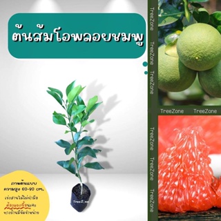 ต้นส้มโอพลอยชมพู(ไซซ์เล็ก) สูง 60-110 cm. (เกรดพรีเมียม ประกันพันธุ์แท้100%)