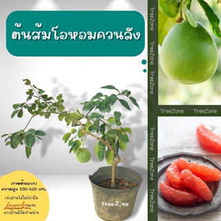 ต้นส้มโอหอมควนลัง(ไซซ์เล็ก) สูง 60-90 cm. (เกรดพรีเมียม ประกันพันธุ์แท้100%)