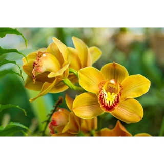 30 เมล็ดพันธุ์ เมล็ดกล้วยไม้ กล้วยไม้ ซิมบิเดียม (Cymbidium Orchids) Orchid flower