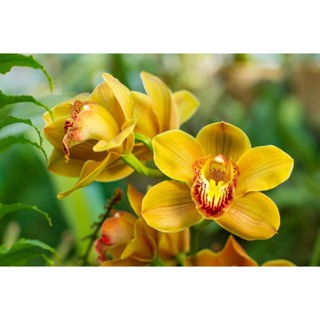 30 เมล็ดพันธุ์ เมล็ดกล้วยไม้ กล้วยไม้ ซิมบิเดียม (Cymbidium Orchids) Orchid flower