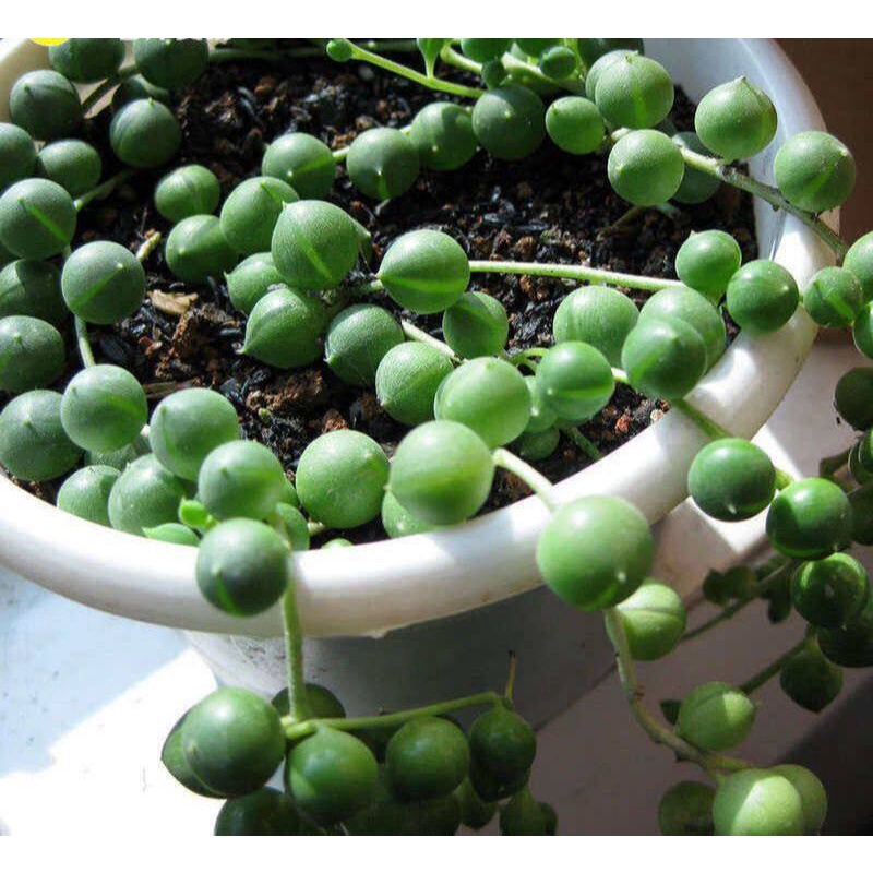 50 เมล็ดพันธุ์ เมล็ด ซักคิวเลนต์ หรือ ไม้อวบน้ำ กระบองเพชร สร้อยไข่มุก (String of pearls) Succulent