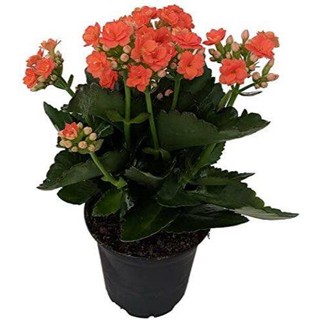 30 เมล็ดพันธุ์ เมล็ด กุหลาบหินดอกซ้อน ไม้อวบน้ำ กุหลาบหิน Kalanchoe blossfeldiana