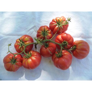 20 เมล็ดพันธุ์ เมล็ด มะเขือพวง มะเขือเปราะ สีแดง RED RUFFLED Eggplant