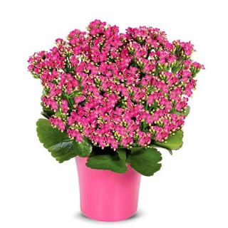 30 เมล็ดพันธุ์ เมล็ด กุหลาบหินดอกซ้อน ไม้อวบน้ำ กุหลาบหิน Kalanchoe blossfeldiana