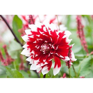 35 เมล็ด เมล็ดพันธุ์ Mystery Dahlia สายพันธุ์ยุโรป ดอกรักเร่  ดอกใหญ่  Dahlia