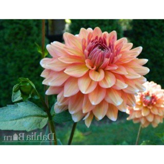 35 เมล็ด เมล็ดพันธุ์ Mystery Dahlia สายพันธุ์ยุโรป ดอกรักเร่  ดอกใหญ่  Dahlia