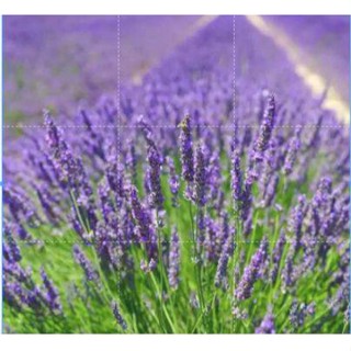 50 เมล็ดพันธุ์ ลาเวนเดอร์ Lavendula angustifolia lavender 100 เมล็ด เมล็ดพันธุ์นำเข้าจาก อังกฤษ