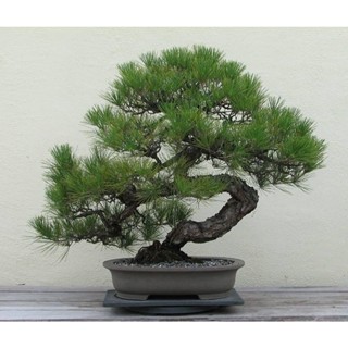 25 เมล็ดพันธุ์ เมล็ด สนดำญี่ปุ่น สนญี่ปุ่น บอนไซ JAPANESE BLACK PINE