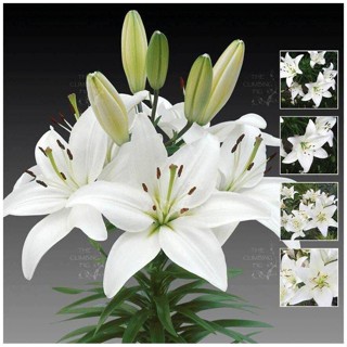 20 เมล็ดพันธุ์ ต้นดอกลิลลี ดอกลิลลี่ Lily . Lilies (Lilium spp.) เป็นดอกไม้ ที่แทนสัญลักษณ์แห่งความรัก