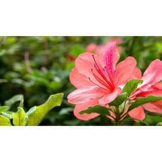 15 เมล็ดพันธุ์ กุหลาบพันปี ต้นโรโดเดนดรอน Azalea Rhododendron flower