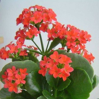 30 เมล็ดพันธุ์ เมล็ด กุหลาบหินดอกซ้อน ไม้อวบน้ำ กุหลาบหิน Kalanchoe blossfeldiana