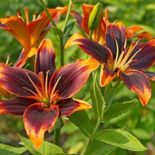 20 เมล็ดพันธุ์ ต้นดอกลิลลี ดอกลิลลี่ Lily . Lilies (Lilium spp.) เป็นดอกไม้ ที่แทนสัญลักษณ์แห่งความรัก