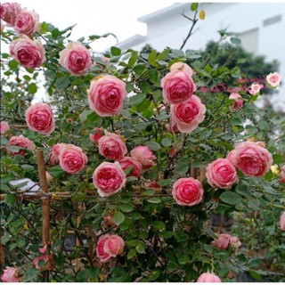 เมล็ดพันธุ์ Plant  กุหลาบ The First Lady Rose  ดอกใหญ่ ดอกหอม Import  เมล็ดสด ใหม 5 เมล็ด