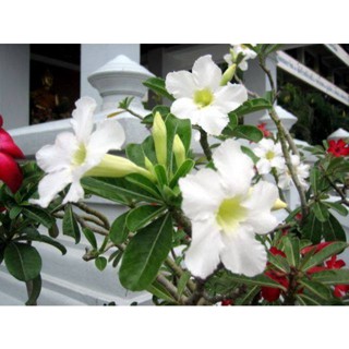 เมล็ด ชวนชม Desert Rose ฮอลแลนด์ดอกชั้นเดียวสีขาว (Obesum White Color )10 เมล็ด