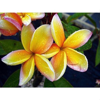 20 เมล็ด ลีลาวดี Frangipani , Pagoda Tree, Hawaii Plumeria สายพันธุ์ Bali Palace สีเหลือง