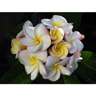 20 เมล็ด ลีลาวดี Frangipani , Pagoda Tree, Hawaii Plumeria สายพันธุ์ Gardenia สีขาว