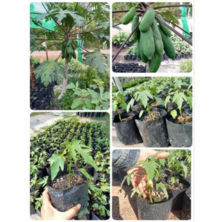 ต้นมะละกอดำเนิน(ชุด 3 ต้น 89บ.)ต้นเตี้ย เนื้อขาว กรอบ ปลูก 5…