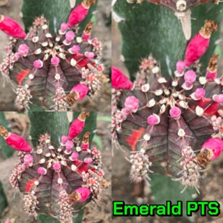 เมล็ด Emerald PTS  เก็บใหม่ๆสดๆจากในสวน