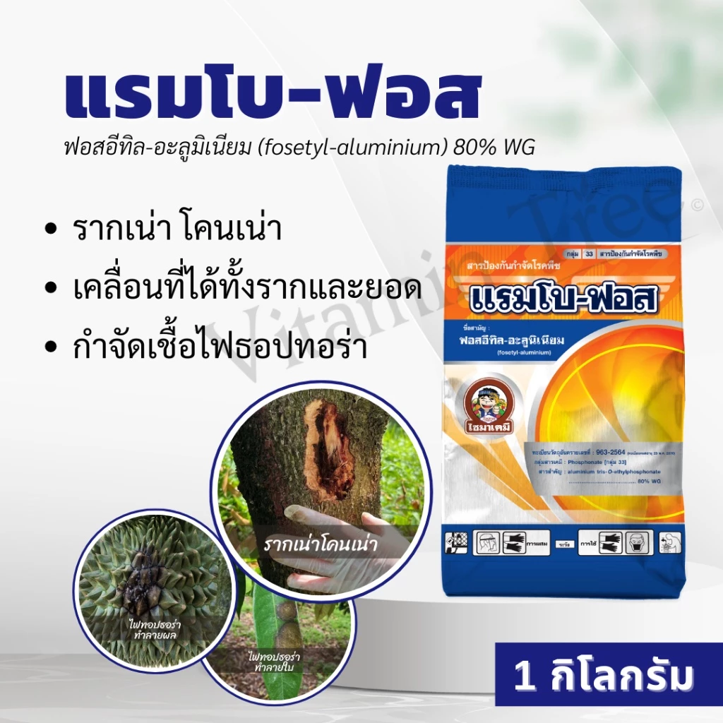 แรมโบ-ฟอส 1กิโลกรัม ฟอสอีทิล-อะลูมิเนียม 80% WG ป้องกันกำจัดโรคใบไหม้ โรคผลเน่า โรครากเน่าโคนเน่า โรคราน้ำค้าง โรคใบจุด