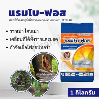 แรมโบ-ฟอส 1กิโลกรัม ฟอสอีทิล-อะลูมิเนียม 80% WG ป้องกันกำจัดโรคใบไหม้ โรคผลเน่า โรครากเน่าโคนเน่า โรคราน้ำค้าง โรคใบจุด