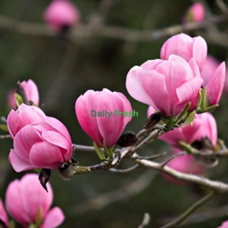 5pcs fragnant Magnolia Flower seeds