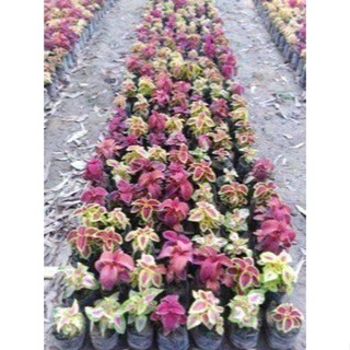 50 เมล็ด เมล็ดพันธุ์ ฤาษีผสม Coleus Seed เปอร์เซ็นการงอก  80-90% มีคู่มือปลูก