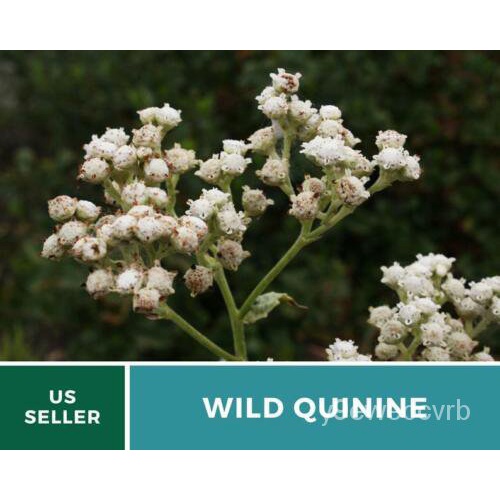 เมล็ด Quinine, Wild - American Feverfew-50เมล็ด-สมุนไพร-Non-Transgenic กะเพรา