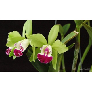 อินทรีย์็ด ใหม่็ด 30 ใหม่ ใหม่็ดกล้วยไม้ แคทลียา (Cattleya Orchids) Orchid flower seed อัตราการใหม่ 80-85% ใหม่ มะระ