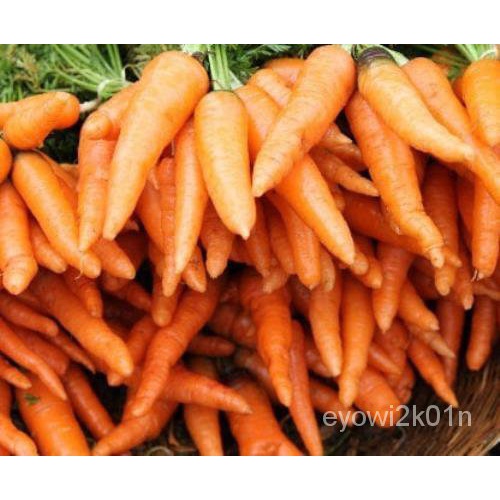 เมล็ด Tendersweet Carrot-Seed-Organic-Non-GMO-Heirloom Seed ต้นอ่อน