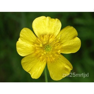 เมล็ด ทุ่งต้นอ่อนครีมถ้วย Ranunculus เอเคอร์20เมล็ด ต้นอ่อน